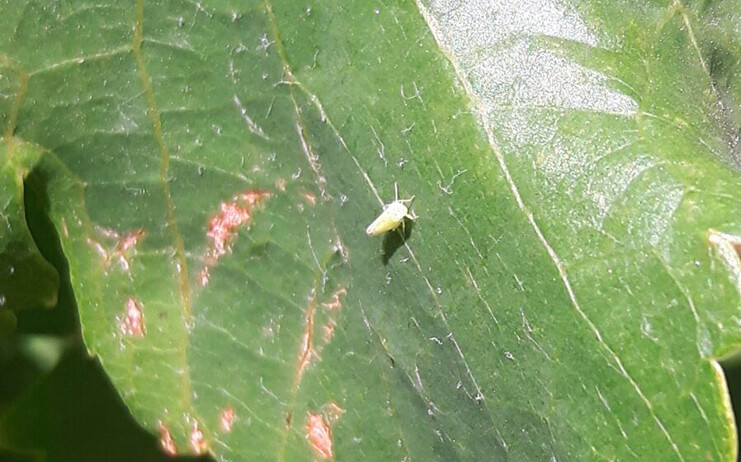 Mosquito verde: Síntomas y daños en Plantas decorativas de jardín y/o interior