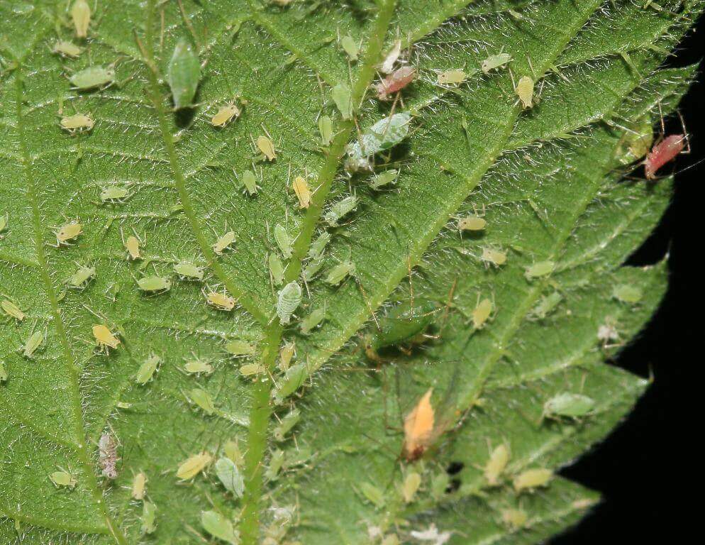 Aphids: what they are, how they originate, and how to eliminate them effectively