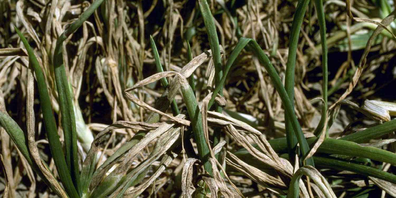 Como reconhecer e combater a ponta branca da cebola