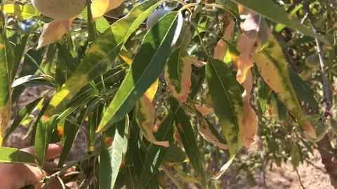 Declínio da amendoeira | idMicrobe