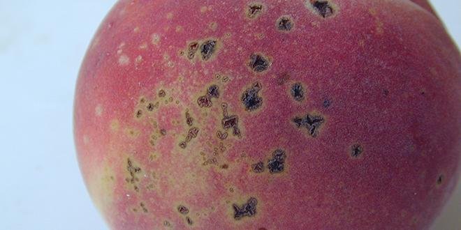 Mancha negra o mancha bacteriana en Melocotón, durazno o nectarina: Cómo se reconoce y se trata eficazmente