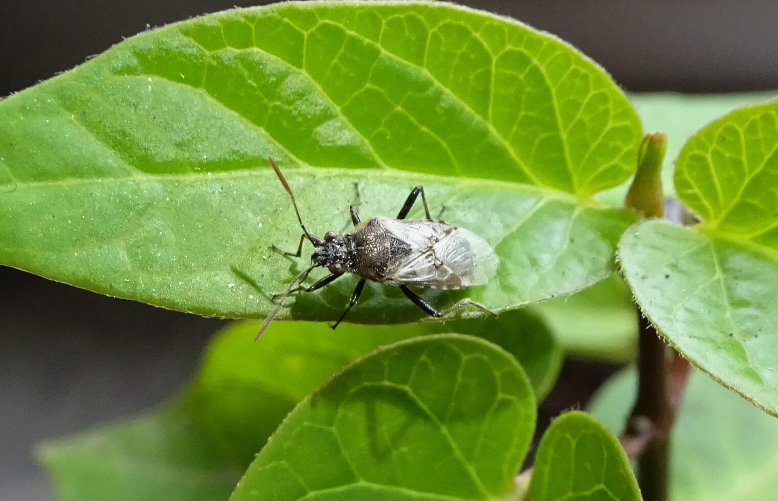 Comment reconnaître et combattre les punaises de lit dans le quinoa