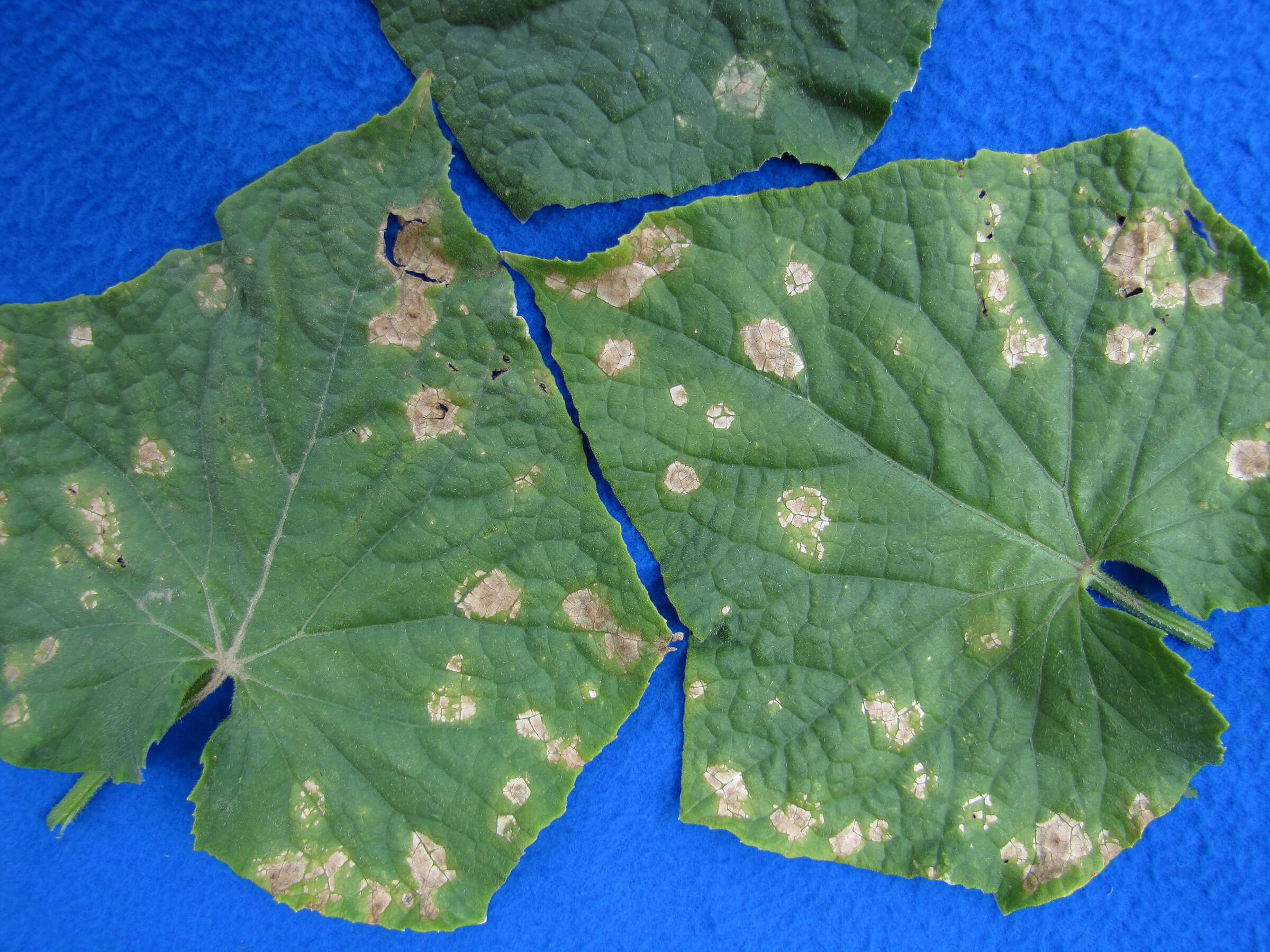 Como reconhecer e combater a antracnose em cucurbitáceas comestíveis