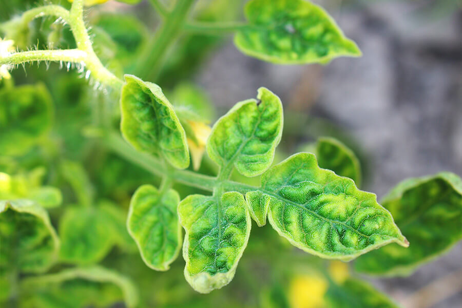 Virus del mosaico del tomate (ToMV) en Tomate: Cómo se reconoce y se trata eficazmente