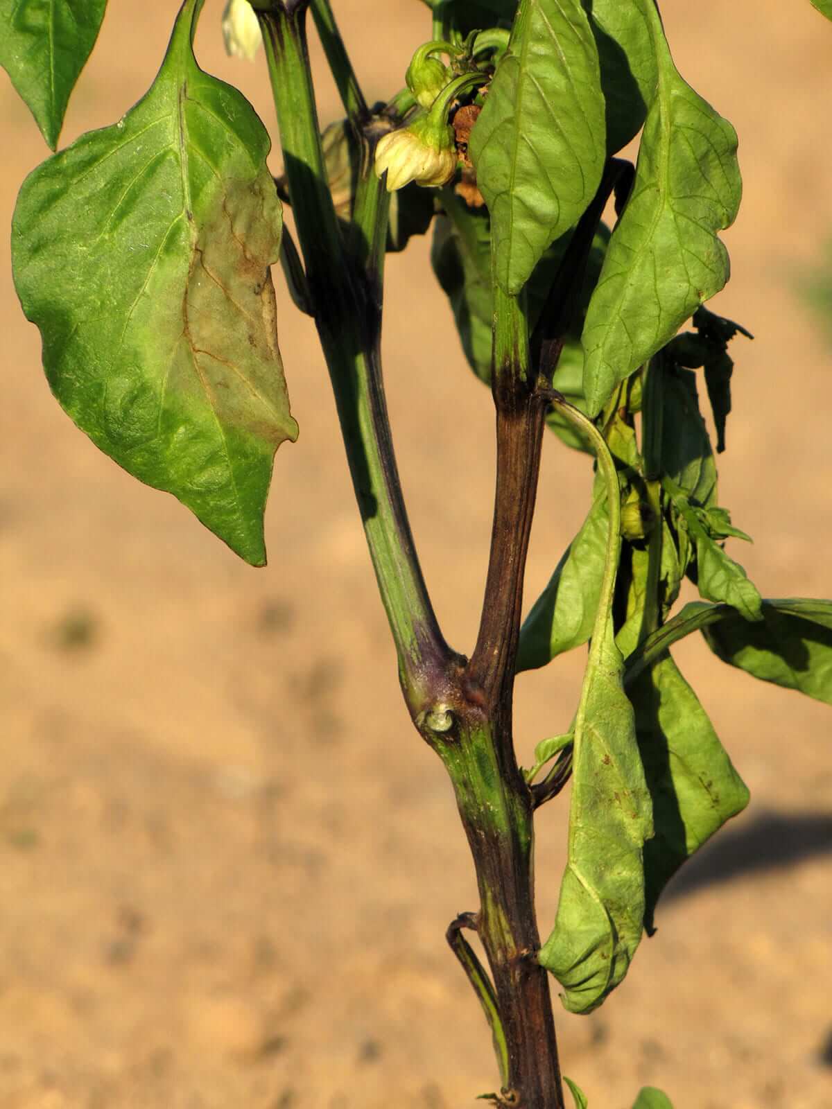 Tristeza o seca del pimiento | idMicrobe