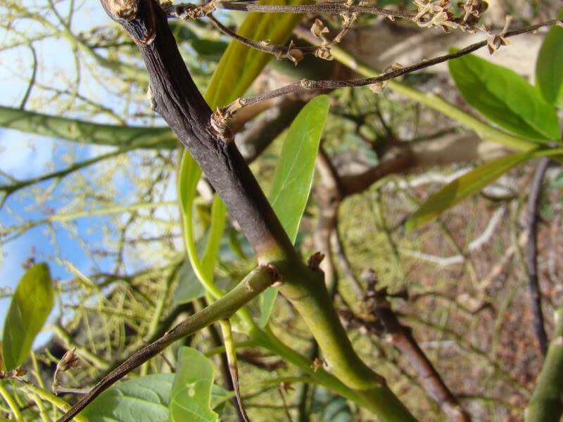 Murcha de fusarium no abacate: como reconhecê-la e tratá-la eficazmente