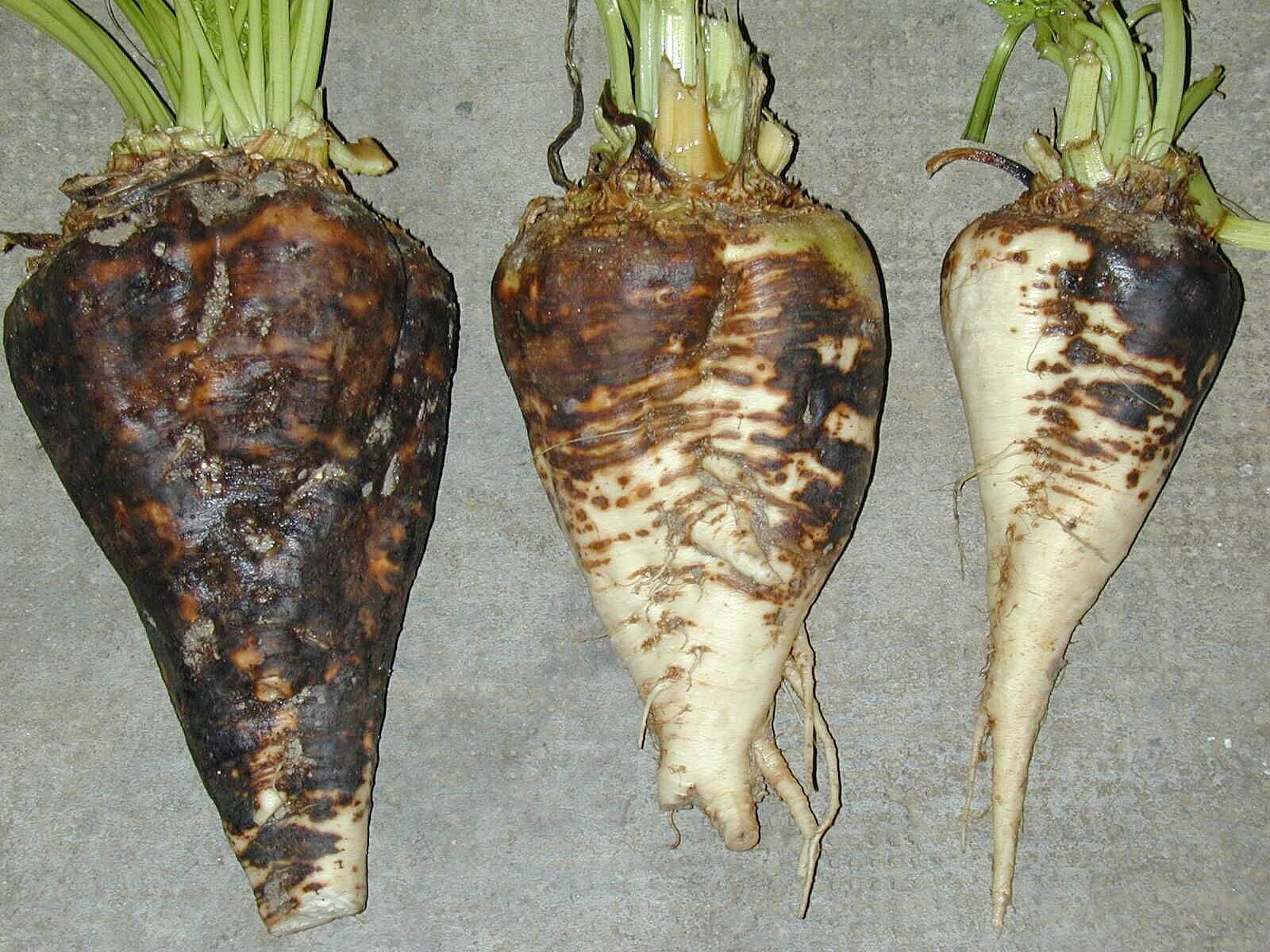 Dégâts causés par la pourriture molle sur les betteraves de table