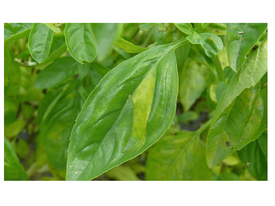 Mildiou du basilic : qu'est-ce que c'est, comment se produit-il et comment l'éliminer efficacement ?