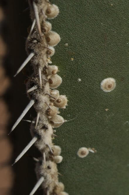 Damage caused by mealybugs or scale insects on cacti