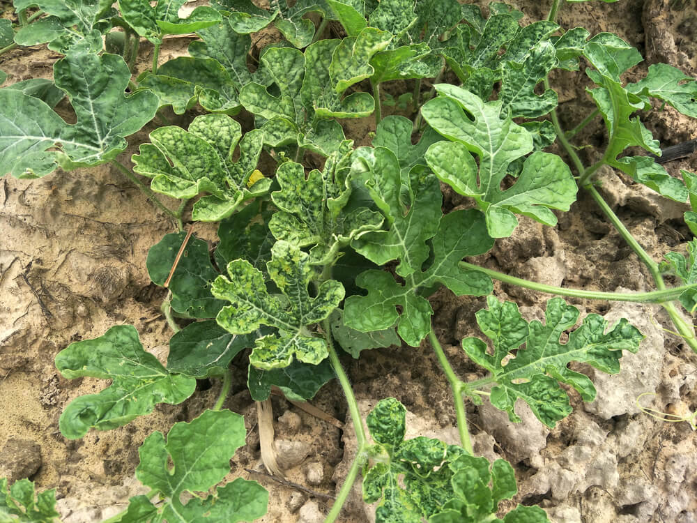 Virus de la mosaïque de la pastèque : symptômes et dégâts sur les citrouilles