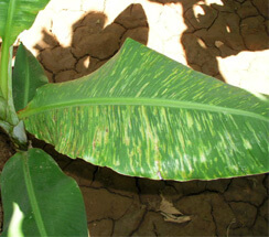 Virus del mosaico del pepino (cmv) en platanera | idMicrobe