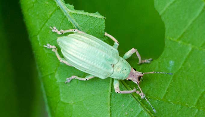 Cómo reconocer y combatir burrita de la virgen o picudo de la mora