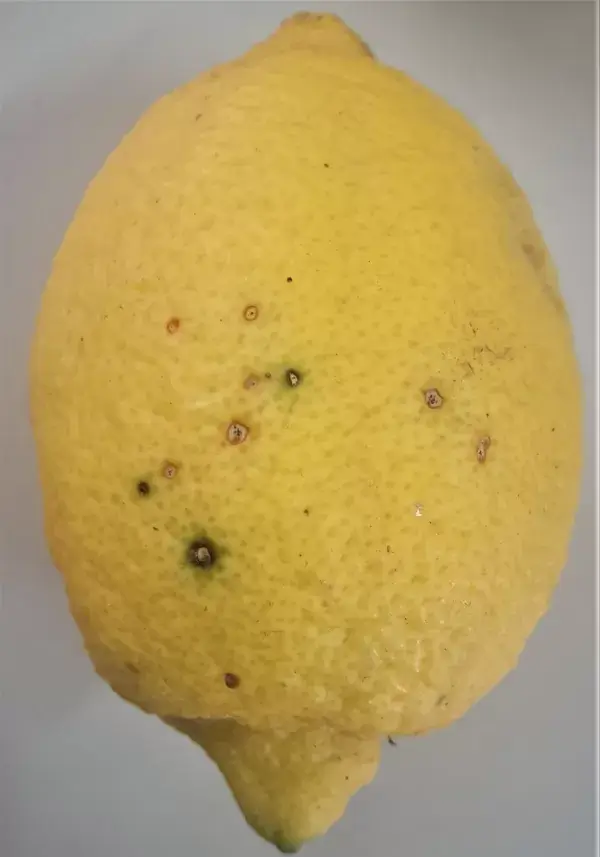 Mancha negra: qué es, cómo se origina y cómo eliminar de forma efectiva en limonero