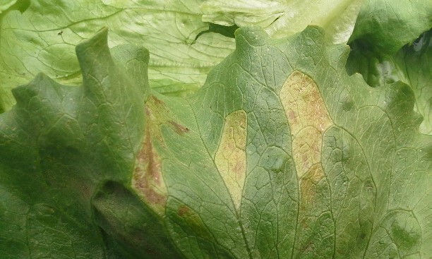 Mildiu: Síntomas y daños en Lechuga y similares