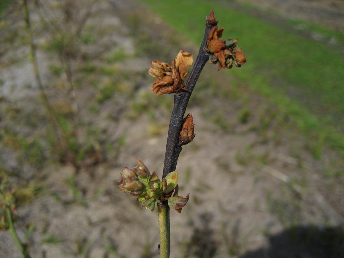 Bacterial blight on blueberries: How to recognize and treat it effectively