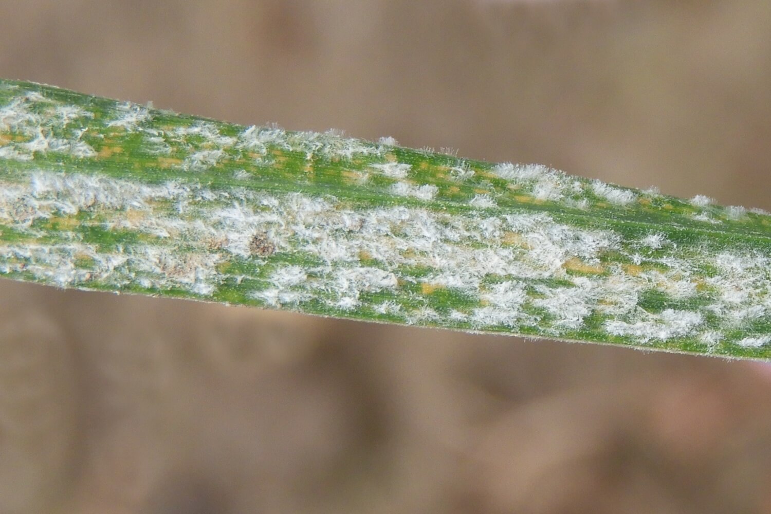 Oïdium sur les céréales d'hiver : comment le reconnaître et le traiter efficacement