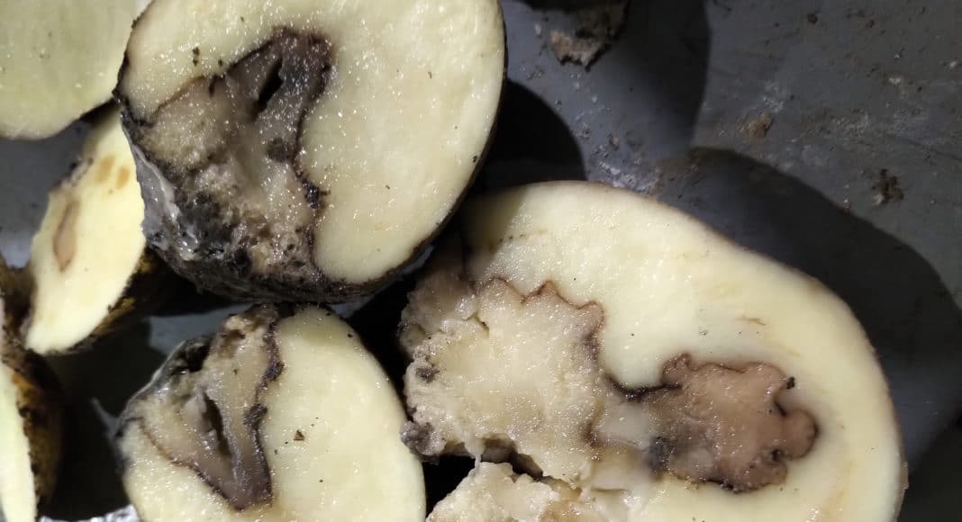 Pudrición blanda de los tubérculos y pie negro: qué es, cómo se origina y cómo eliminar de forma efectiva en patata