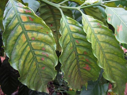 Deficiência de magnésio nas plantas: sintomas e danos visíveis nas culturas