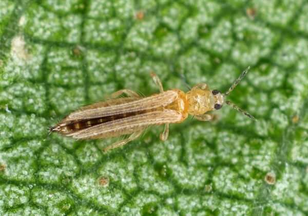 Thrips sur plantes décoratives de jardin et/ou d'intérieur : comment les reconnaître et les traiter efficacement