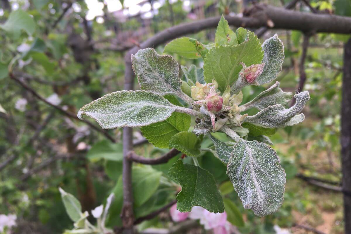 Oídio en Manzano: Cómo se reconoce y se trata eficazmente