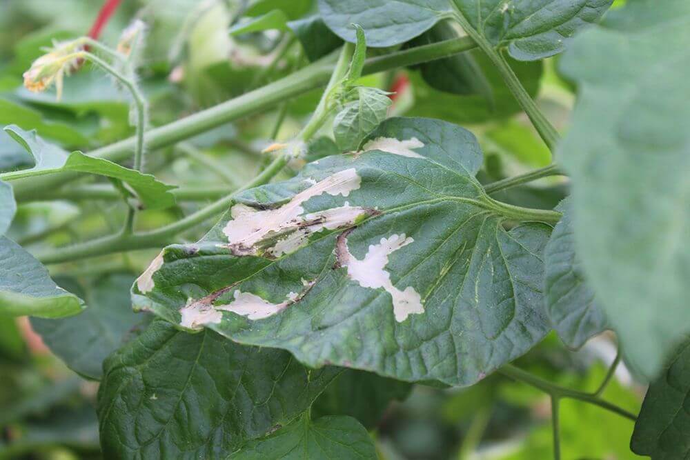 Tuta absoluta o polilla del tomate: qué es, cómo se origina y cómo eliminar de forma efectiva