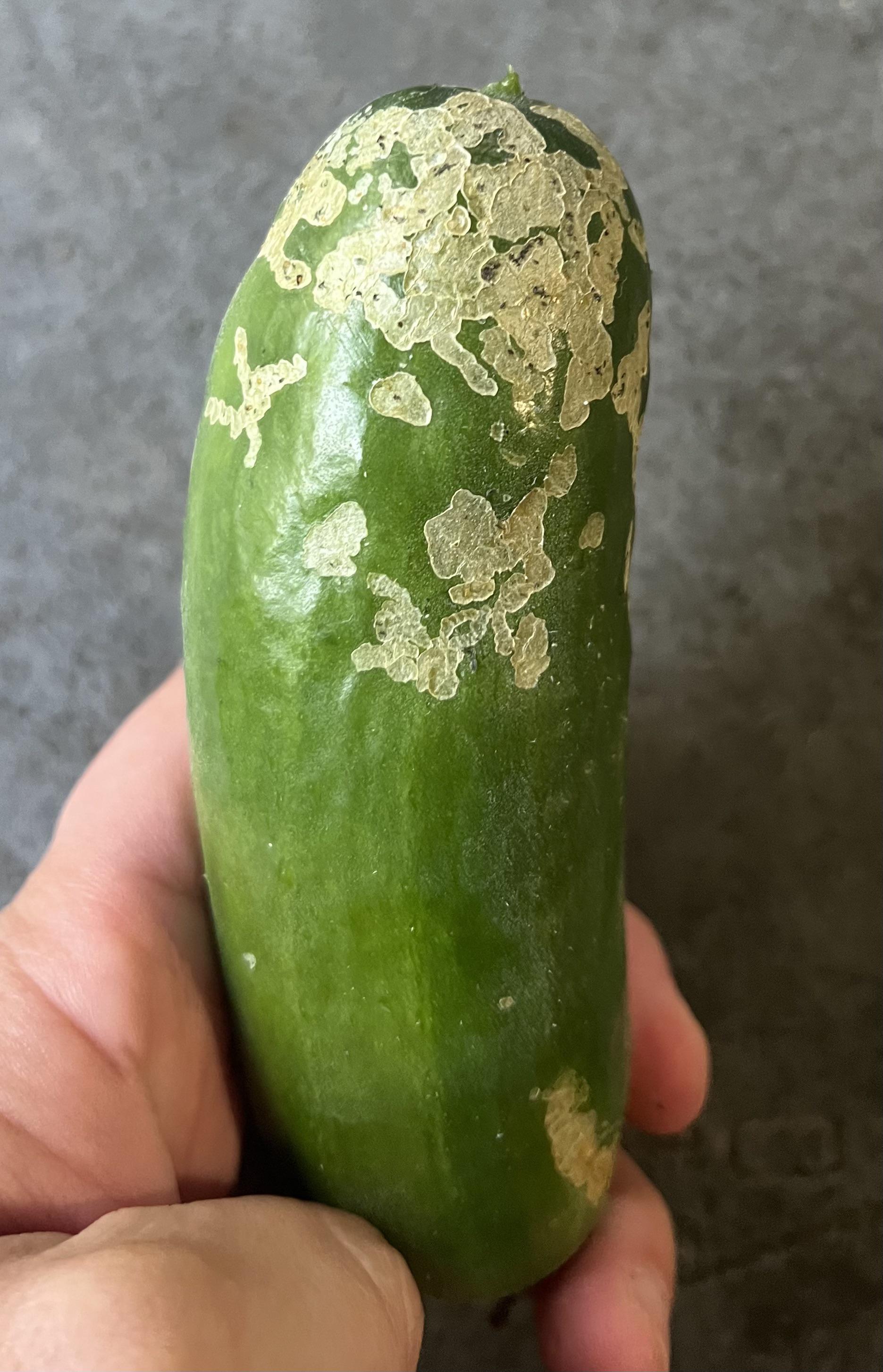 Escarabajos en frutos: Cómo se reconoce y se trata eficazmente