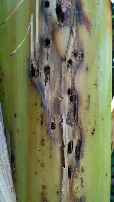Comment reconnaître et combattre les charançons noirs du palmier dans les bananeraies