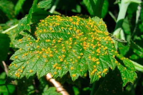 Yellow rust: Symptoms and damage in raspberries