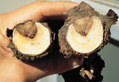 Enfermedades de la madera (EMV): Síntomas y daños en Vid