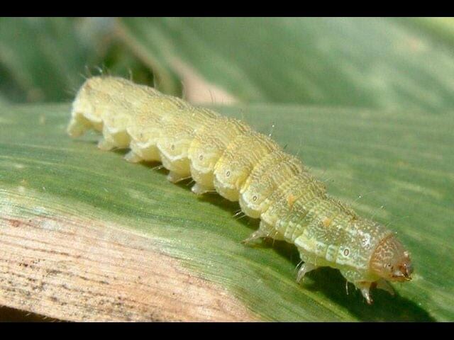 Sintomas, tratamentos e recomendações para o tratamento de lagartas cortadeiras ou lagartas-do-cartucho