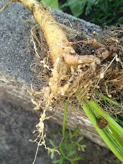 Nematodes: Symptoms and damage in decorative garden and/or indoor plants