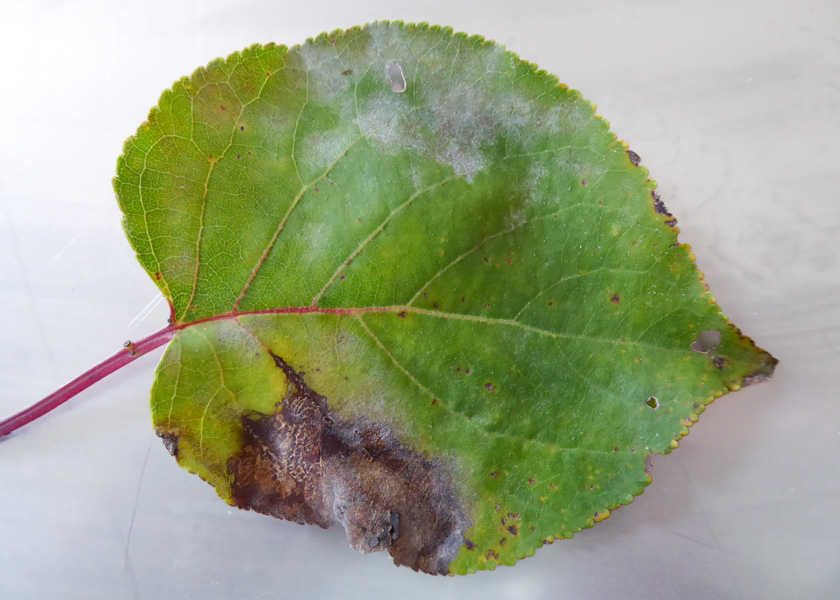 Oïdium : symptômes et dégâts sur les abricots