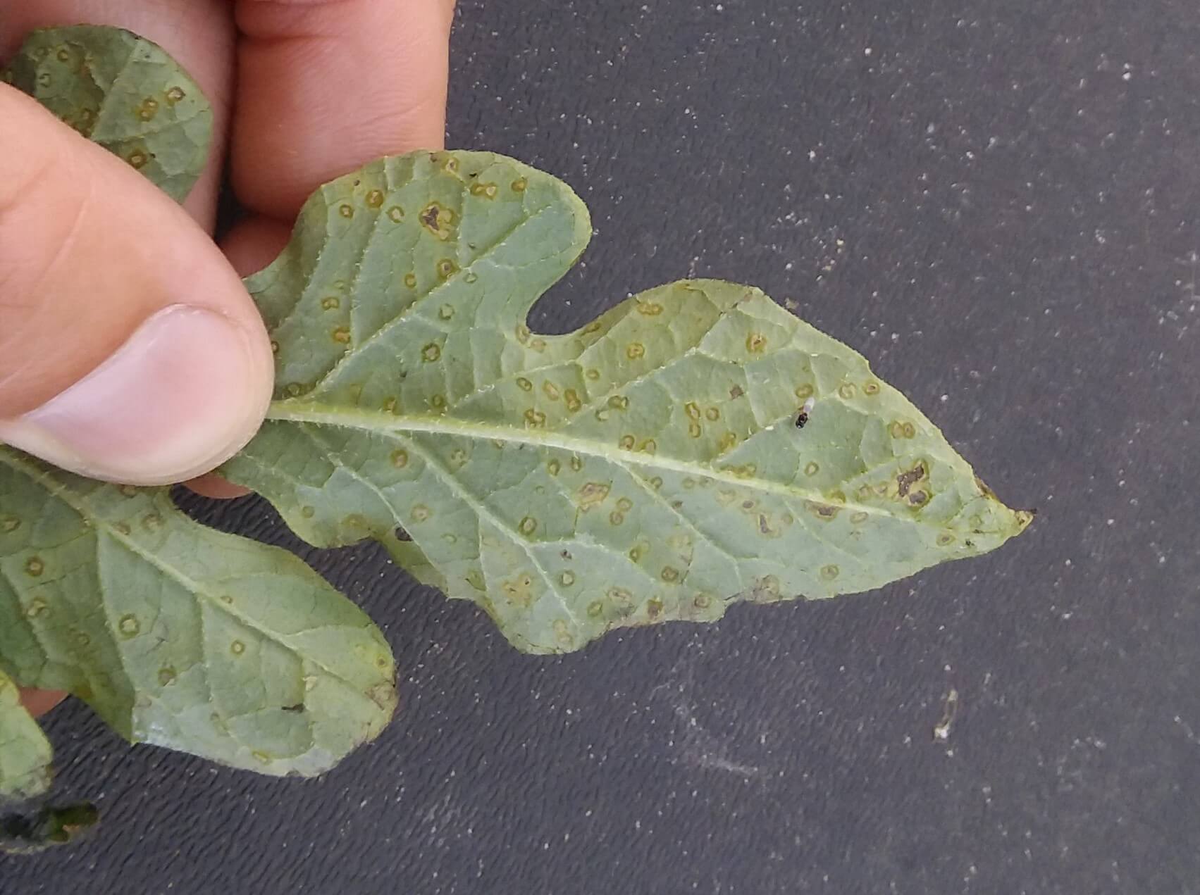 Downy mildew on watermelon | idMicrobe