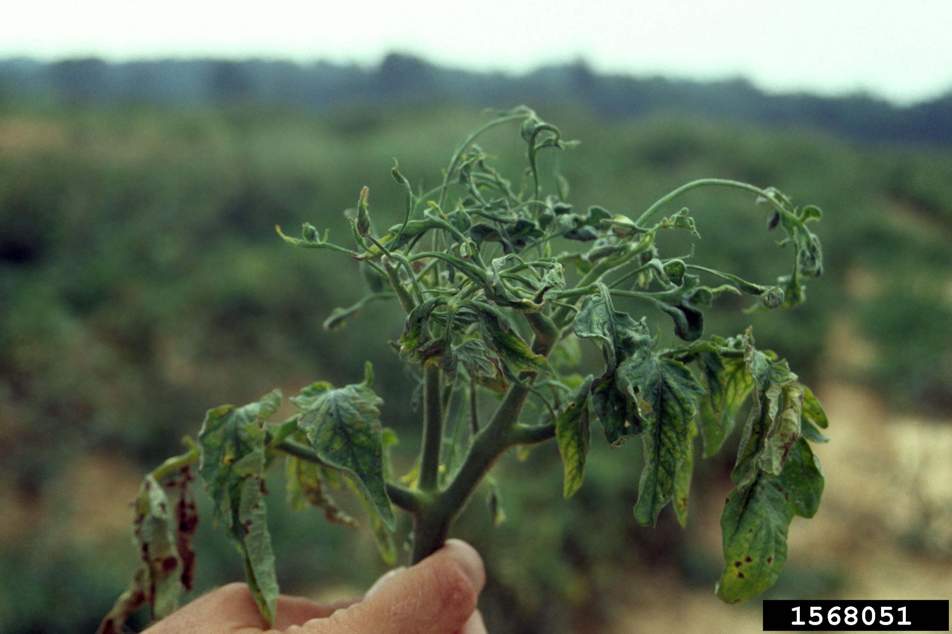 Virus del mosaico del pepino (cmv) en tomate | idMicrobe
