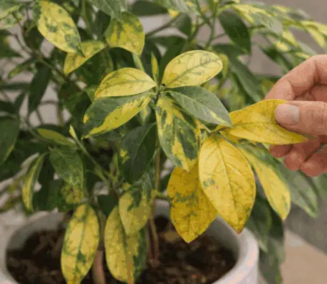 Plante étiolée par manque de lumière, avec de petites feuilles jaunâtres