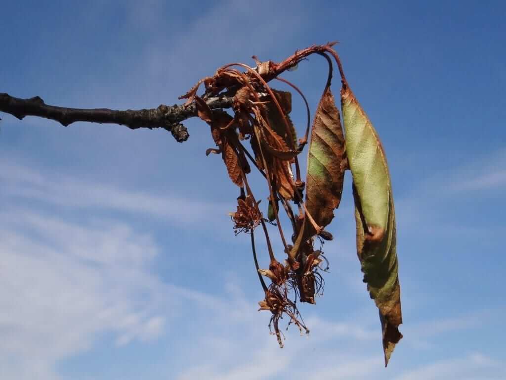 Monilinia o podredumbre parda en cerezo | idMicrobe