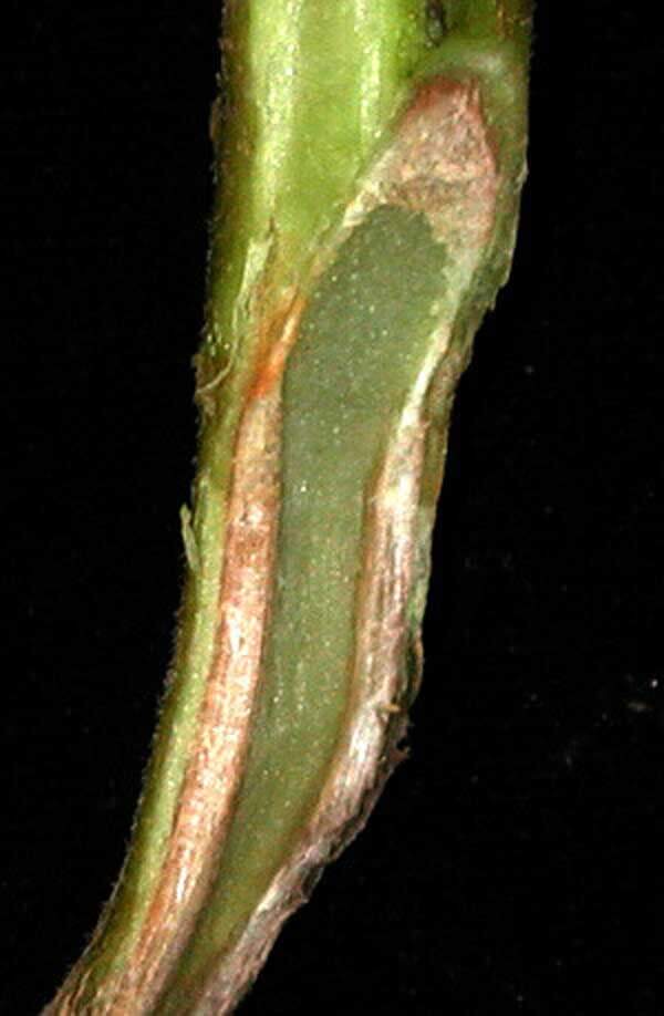 Verticillium wilt in peppers | idMicrobe
