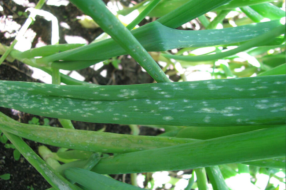 Podredumbre del cuello: Síntomas y daños en Cebolla