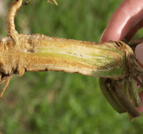 Pourriture des racines et du collet des courges | idMicrobe