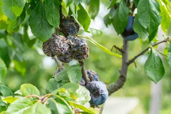 Daños causados por Momificado en Arándano