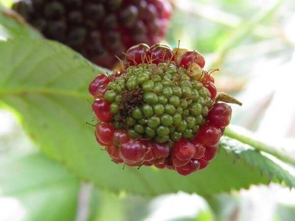 Míldio: Sintomas e Danos em Amoras