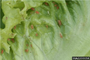 Aphids on lettuce | idMicrobe