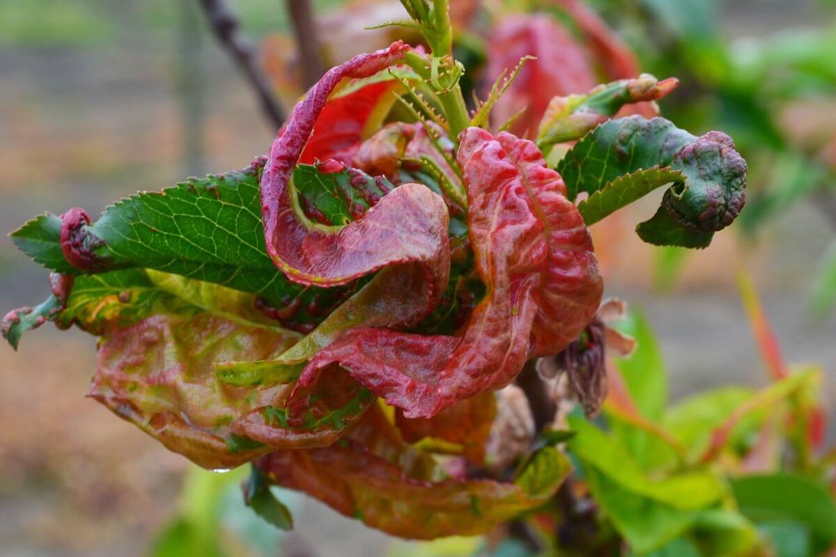 Dents du pêcher ou du nectarinier : comment les reconnaître et les traiter efficacement