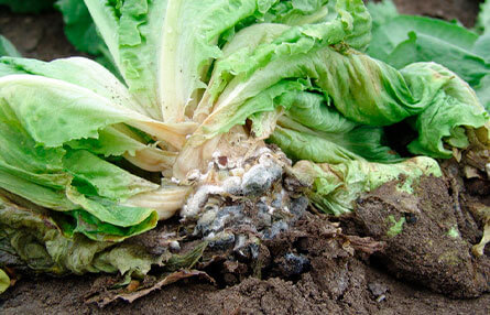 Podredumbre blanca en Lechuga: Cómo se reconoce y se trata eficazmente