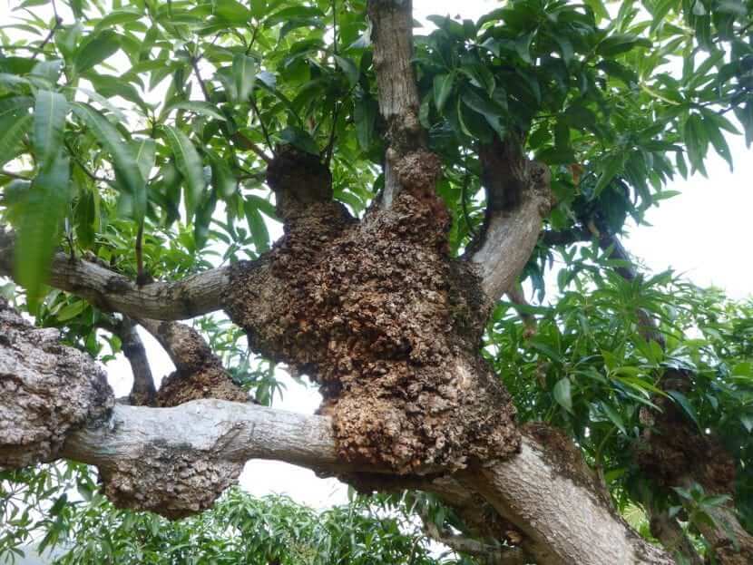 Agallas del tallo en frutales de pepita | idMicrobe