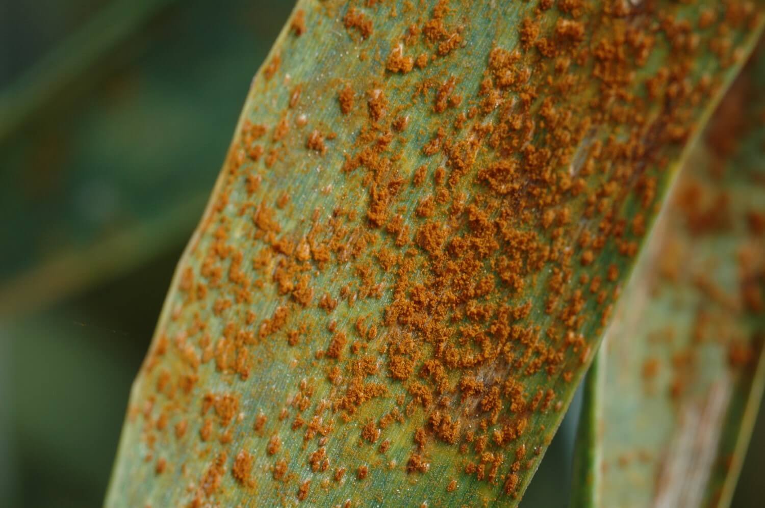 Black rust or stem rust: what it is, how it originates, and how to eliminate it effectively.