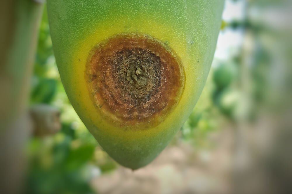 Antracnosis en plantas decorativas | idMicrobe