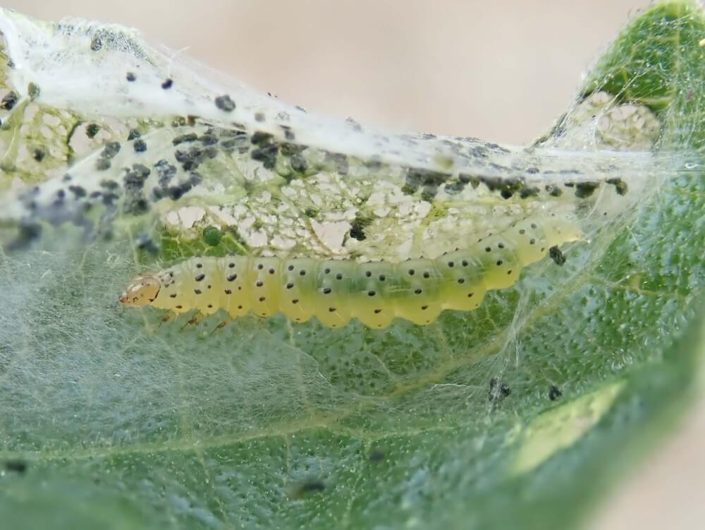 Fig moth on fig tree | idMicrobe