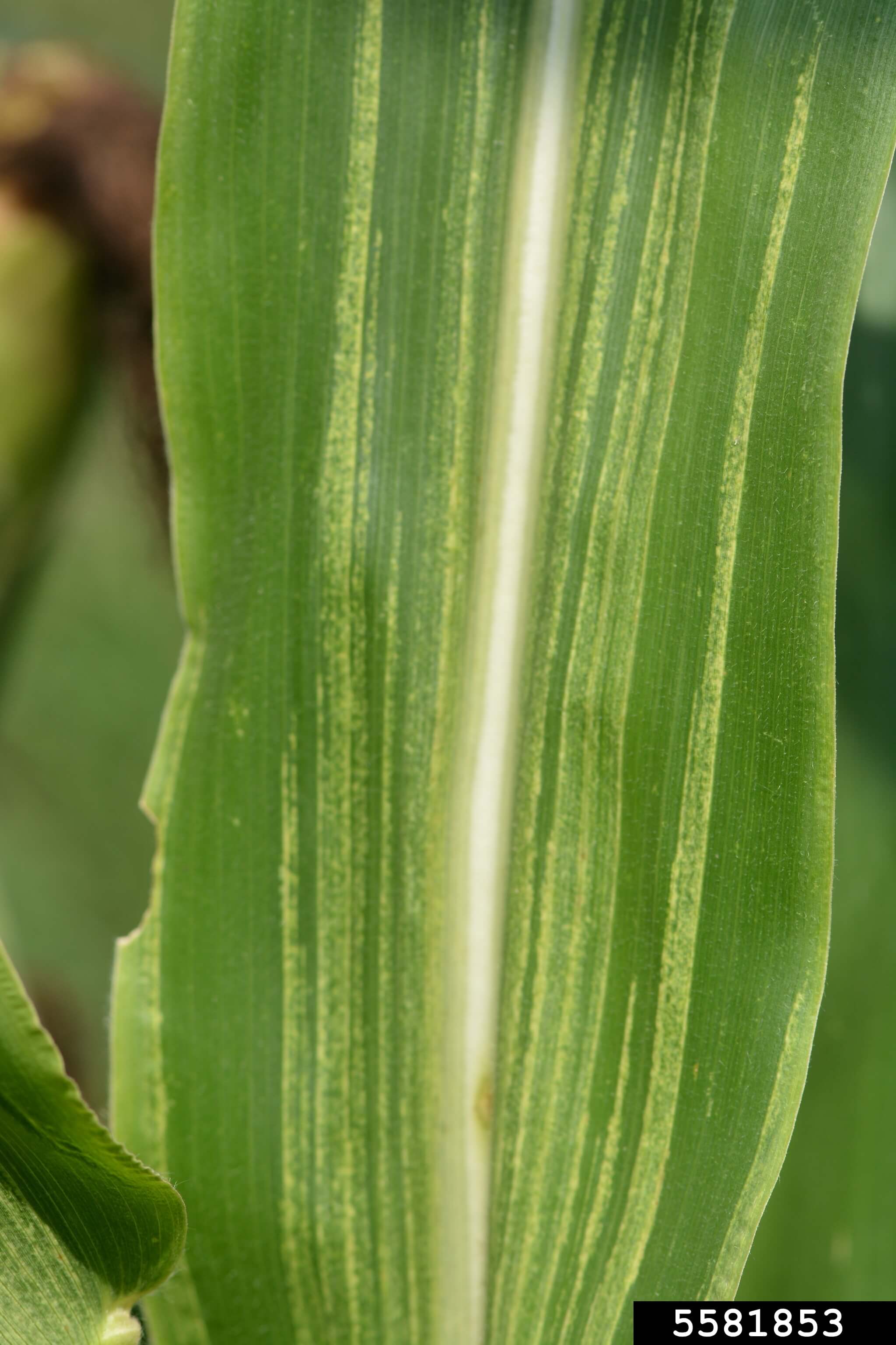 Cómo reconocer y combatir mildiu en maíz