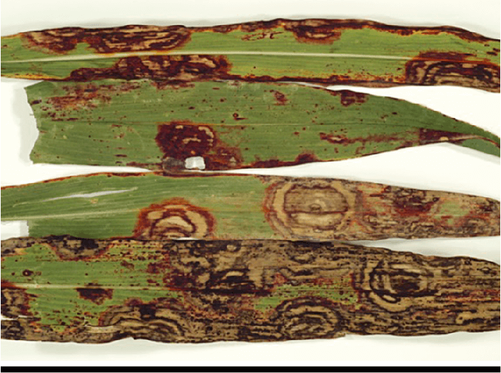 Daños causados por Mancha zonada del sorgo en Maíz